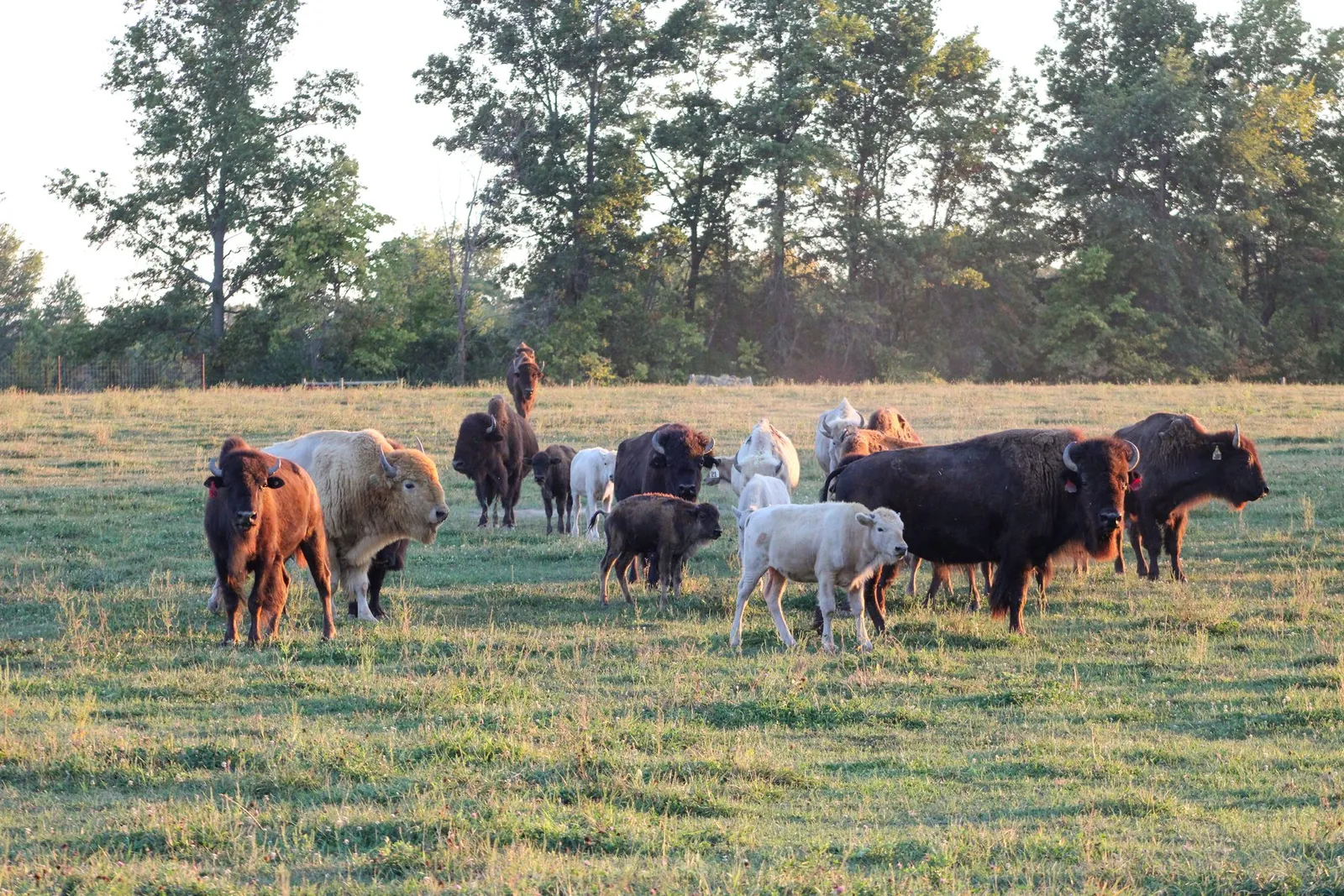 The herd with white-phenotype animals visible