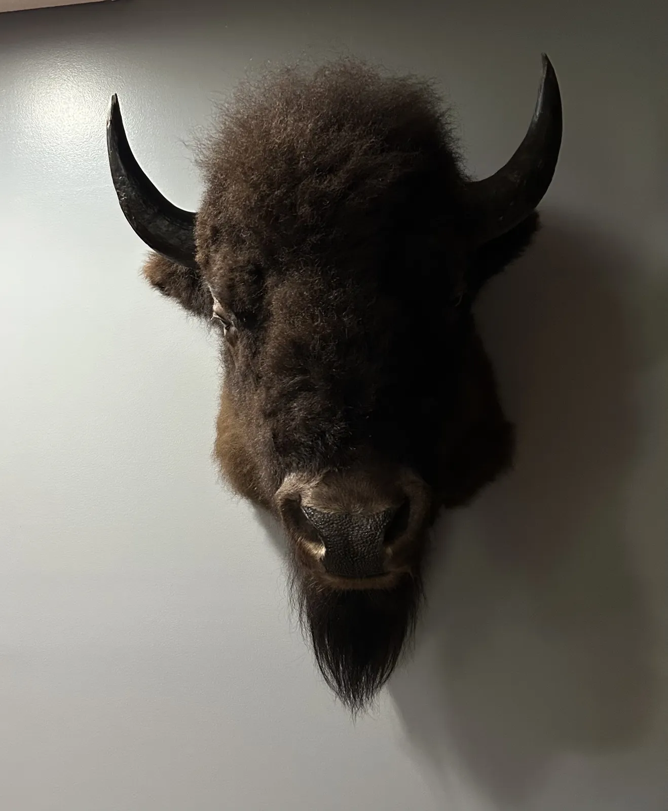 Bison shoulder mount