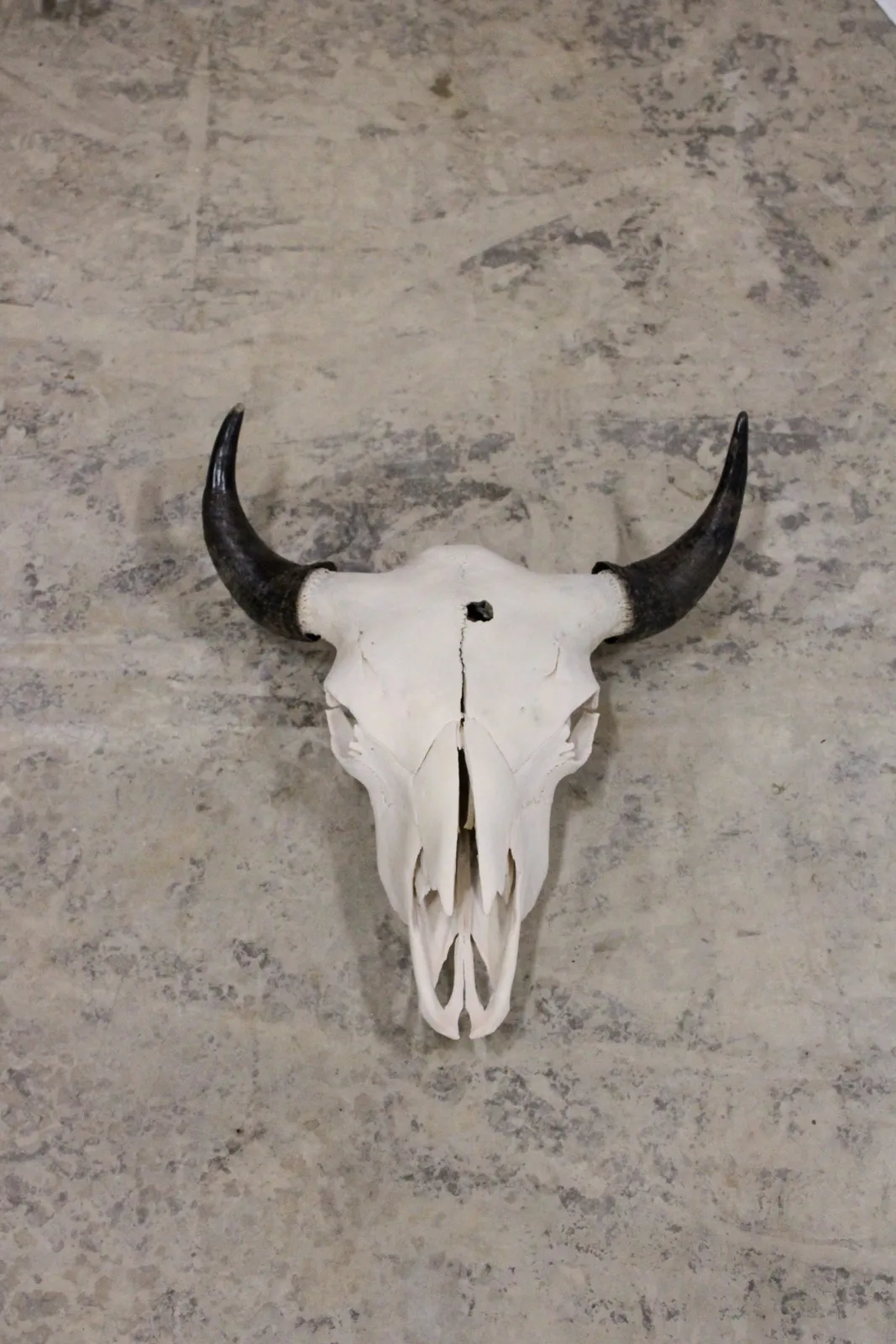 Bison skull