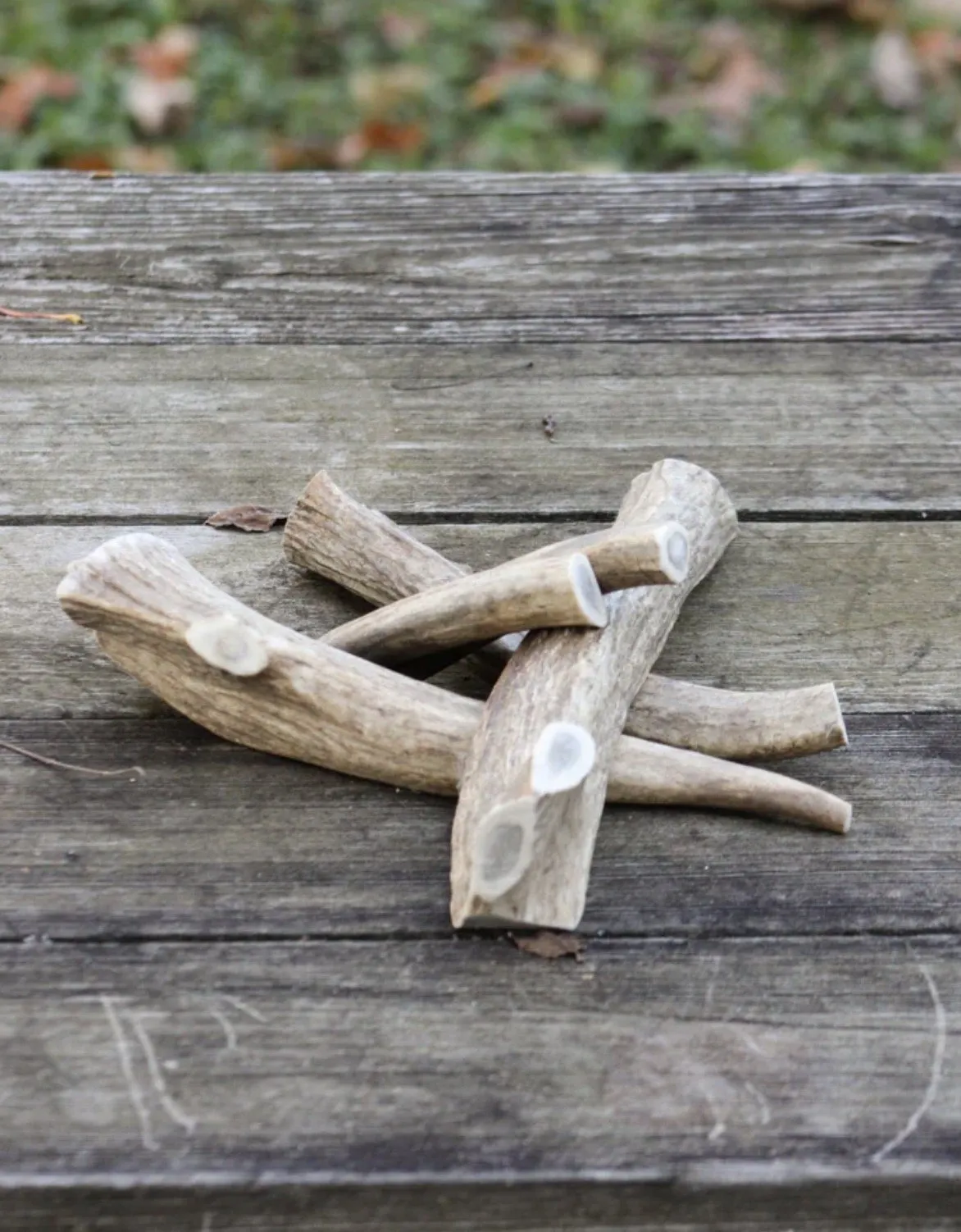 Elk antler dog chews