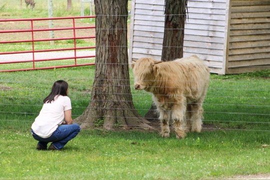 Stephanie with a Highland calf