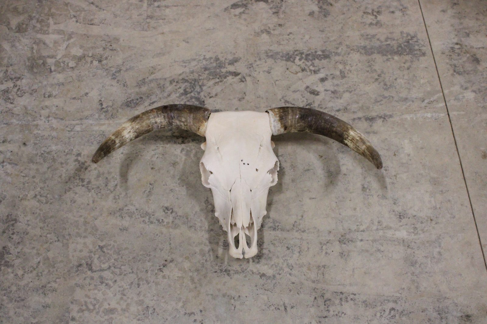 Highland skull