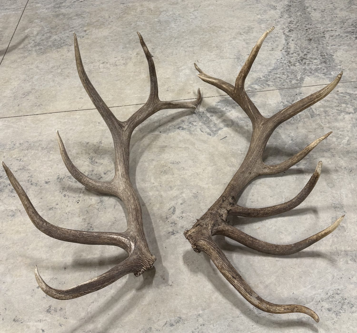 Hurricane 6-year-old shed antler set