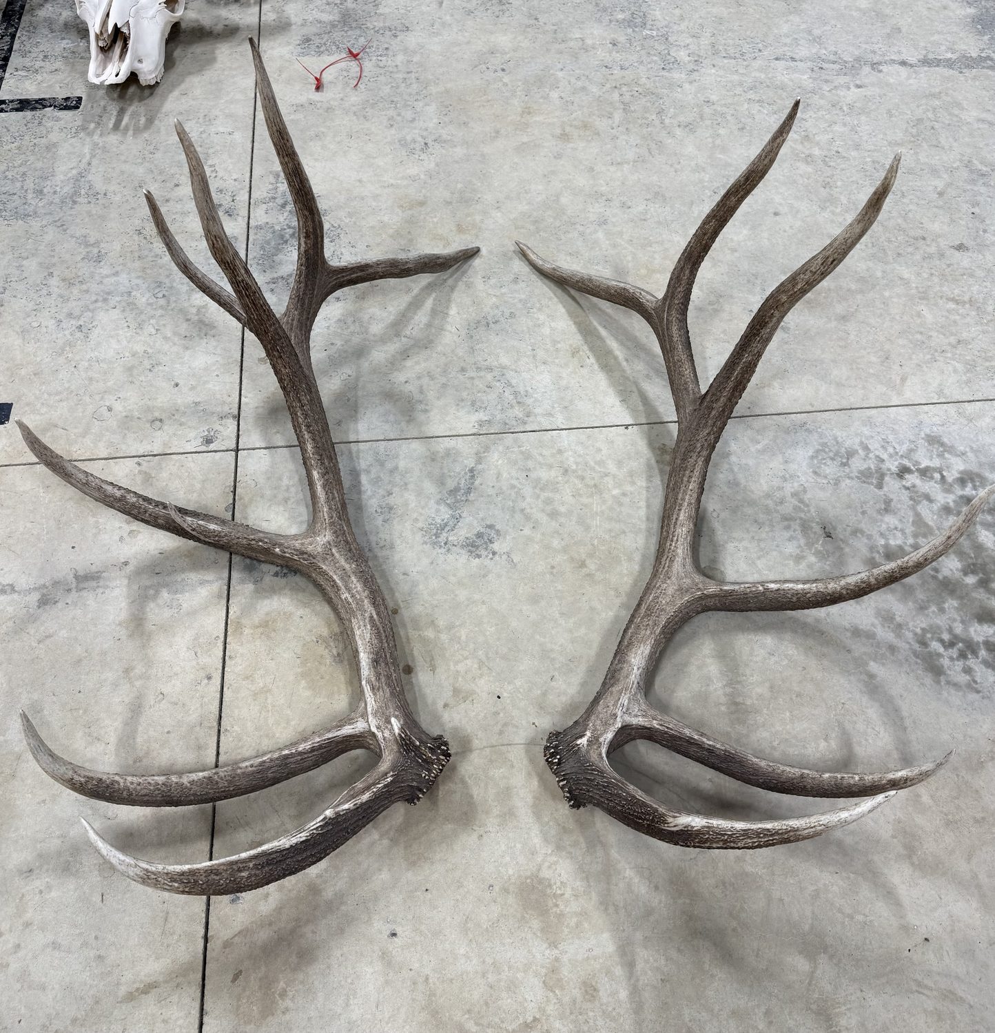 Inferno 4-year-old shed antler set