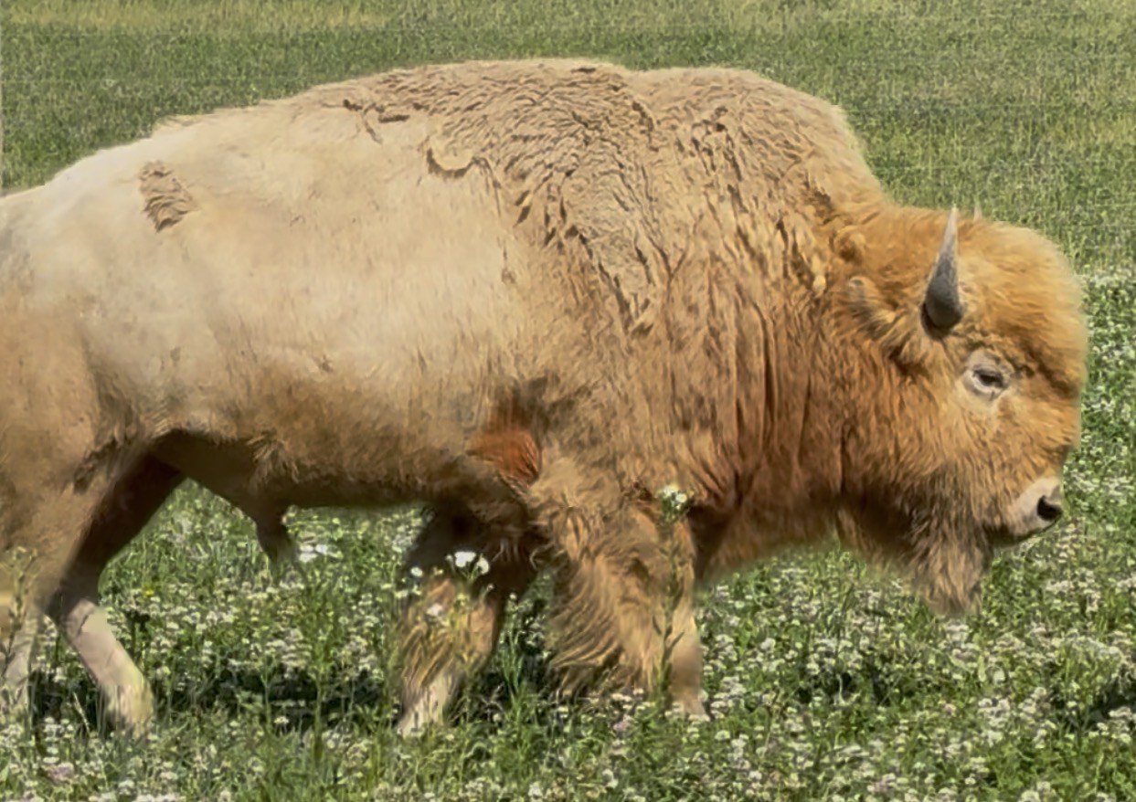 Snowflake — rare blonde/cream/white bison bull