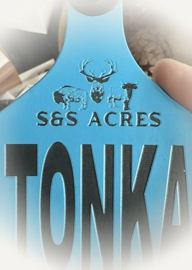 Tonka's engraved ear tag