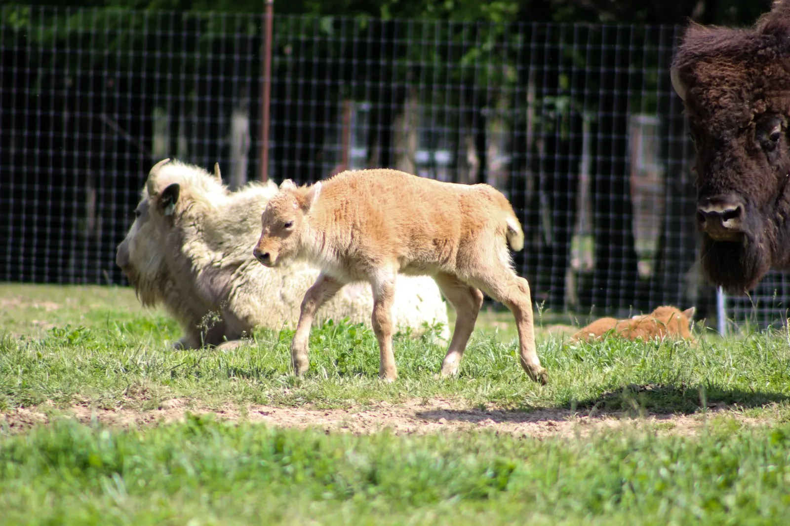 White bison calf