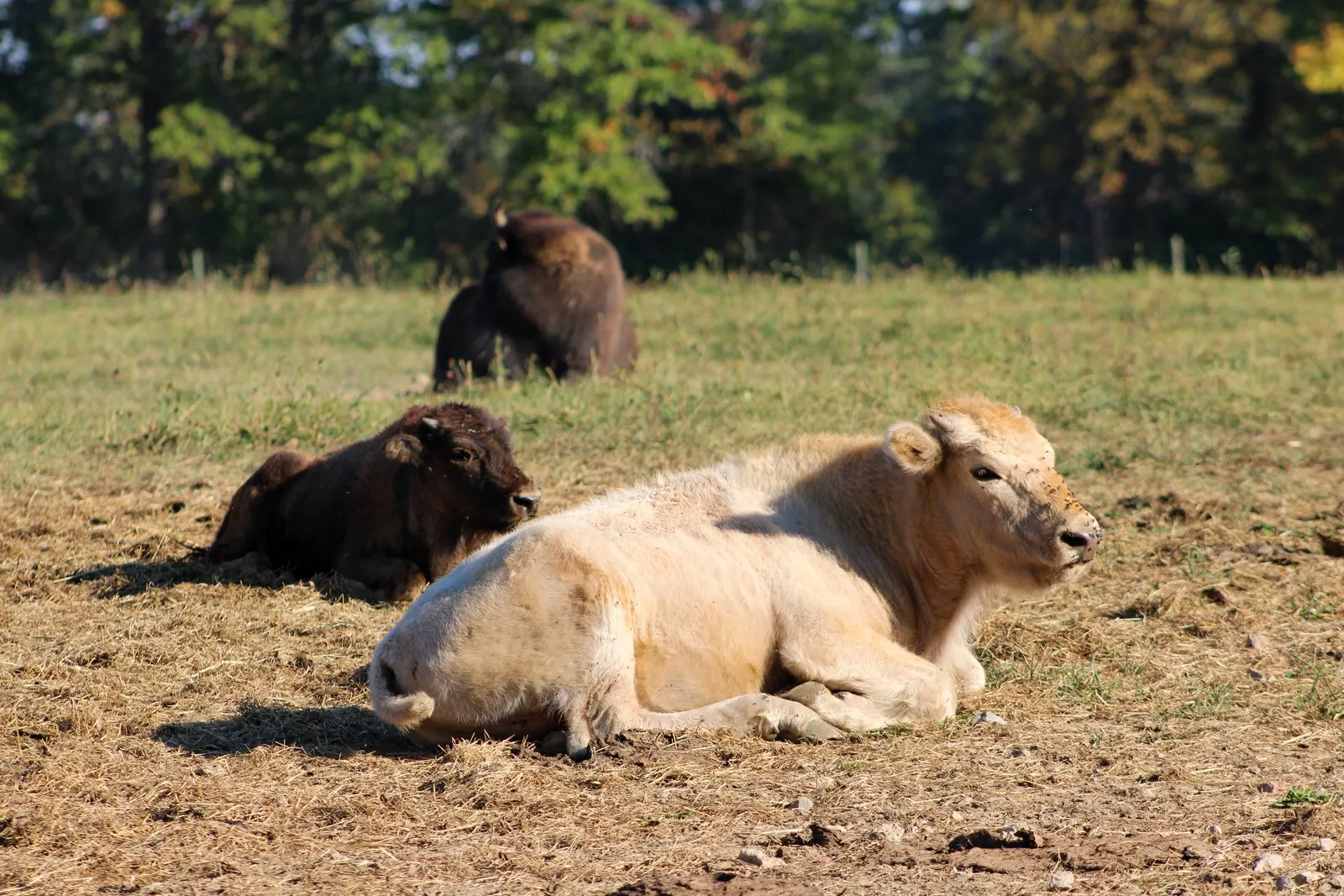 White bison calf